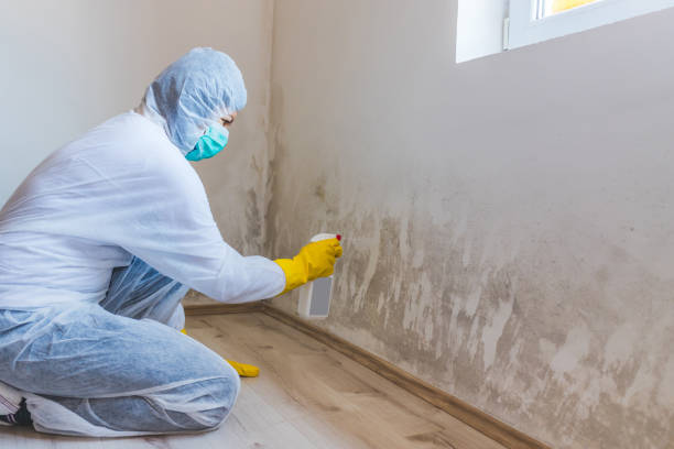 Licensed Mold Remediation service in Lexington, MN - WQB Mold Removal